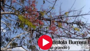 Los Cañafístolos (Cassia moschata Kunth y Cassia grandis L.f)